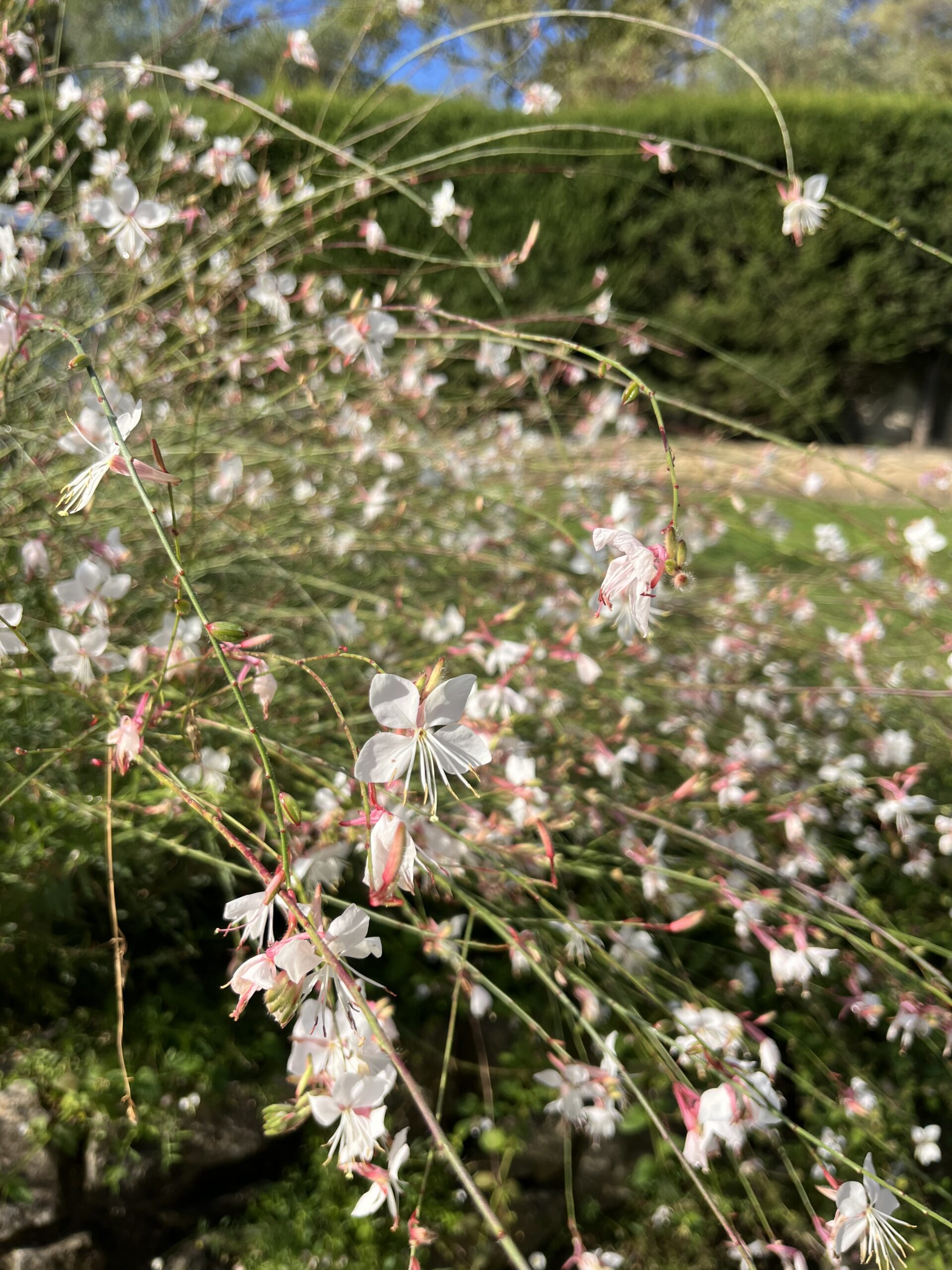 Côte d’Azur Flowers